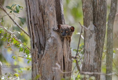 Roodstaartwezelmaki - Red-tailed sportive lemur - Lepilemur ruficaudatus