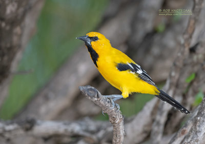 Gele troepiaal - Yellow oriole - Icterus nigrogularis curasoensis