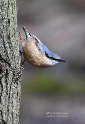 Boomklever - Nuthatch - Sitta europea