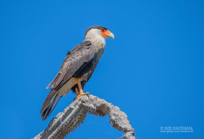 Caracara - Crested Caracara - Caracara plancus cheriway