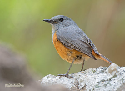 Benson-rotslijster - Benson's Rock-Thrush - Monticola bensoni