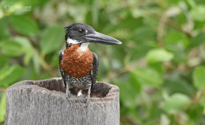 Reuze ijsvogel - Giant Kingfisher - Megaceryle maximus