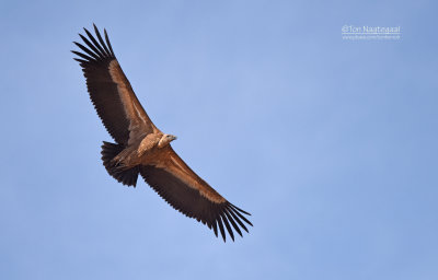 Witruggier - White-backed Vulture - Gyps africanus