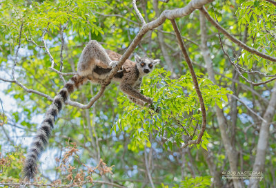 Ringstaartmaki - Ring-tailed lemur - Lemur catta