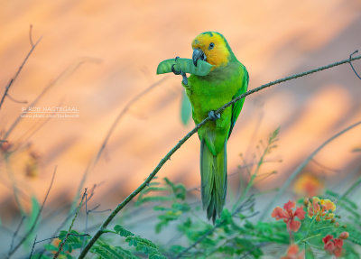 Masparkiet - Brown-throated Parakeet - Eupsittula pertinax xanthogenia