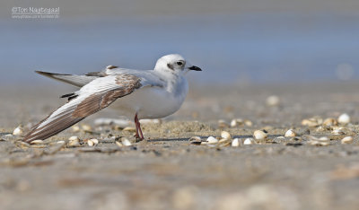 Ross' Meeuw - Ross's gull - Rhodostethia rosea