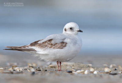 Ross' Meeuw - Ross's gull - Rhodostethia rosea