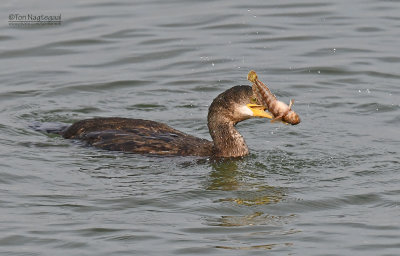 Kuifaalscholver - European shag - Phalacrocorax aristotelis