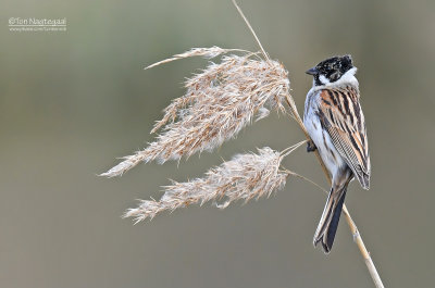 Rietgors - Reed bunting - Emberiza schoeniclus