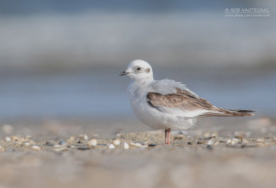 Ross Meeuw - Rosss gull - Rhodostethia rosea