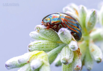 Rozemarijngoudhaantje - Rosemary Beetle - Chrysolina americana