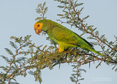 Kleine Geelkopamazone - Yellow-shouldered Parrot - Amazona barbadensis