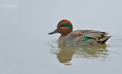 Wintertaling - Eurasian teal - Anas crecca