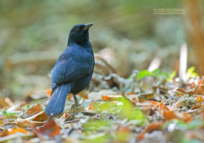 Rouwtroepiaal - Melodious blackbird -  Dives dives