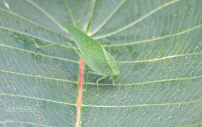 Greater Angle-wing Katydid - Microcentrum rhombifolium