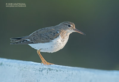 Amerikaanse Overloper - Spotted Sandpiper - Actitis macularius