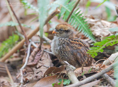 Gevlekte Tandkwartel - Spotted Wood-Quail - Odontophorus guttatus