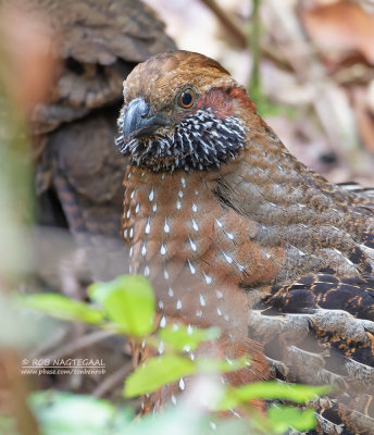 Gevlekte Tandkwartel - Spotted Wood-Quail - Odontophorus guttatus