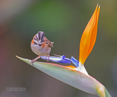 Roodkraaggors - Rufous-collared Sparrow - Zonotrichia capensis