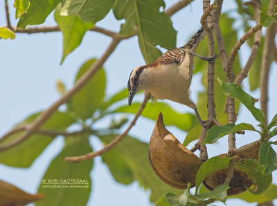 Roodrug-winterkoning - Rufous-Backed Wren - Campylorhynchus capistratus capistratus