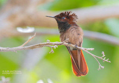 Muskietkolibrie - Ruby-topaz hummingbird - Chrysolampis mosquitus