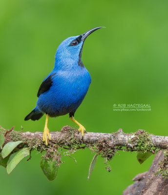 Geelpootsuikervogel - Shining Honeycreeper - Cyanerpes lucidus