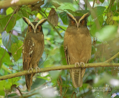 Kuifuil - Crested owl - Lophostrix cristata