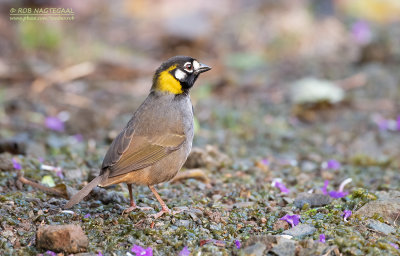 Witoorgrondgors - White-Eared Groundsparrow - Melozone leucotis