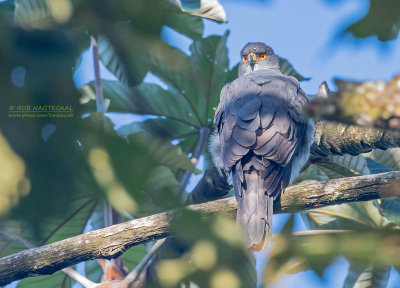 Roodbroeksperwer - Bicolored hawk - Accipiter bicolor