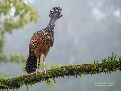 Bruine Hokko - Great Curassow - Crax rubra