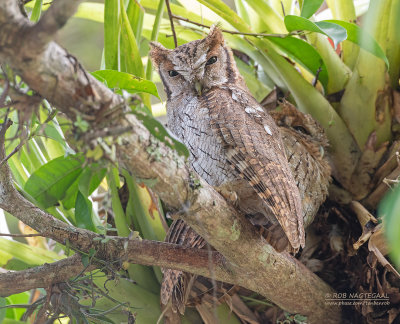 Cholibaschreeuwuil - Tropical Screech-Owl - Megascops choliba luctisonus