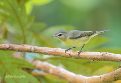 Vireos, Greenlets and Shrike-babblers