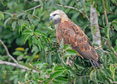 Moerasbuizerd - Black-collared Hawk - Busarellus nigricollis