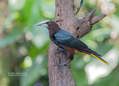 Waglers oropendola - Chestnut-headed oropendola - Psarocolius wagleri