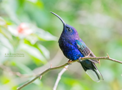 Violette sabelvleugel - Violet Sabrewing - Campylopterus hemileucurus mellitus