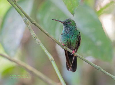 Bronsstaartpluimkolibrie - Bronze-tailed Plumeleteer - Chalybura urochrysia