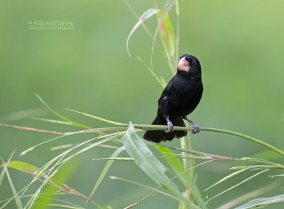 Nicaraguaanse zaadkraker - Nicaraguan Seed-Finch - Sporophila nuttingi