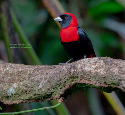 Vuurkraagtangare - Crimson-colored Tanager - Ramphocelus sanguinolentus