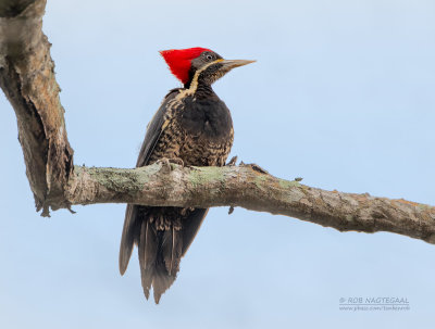 Gestreepte Helmspecht - Lineated Woodpecker - Dryocopus lineatus