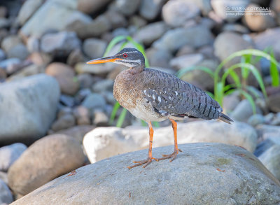 Zonneral - Sunbittern - Eurypyga helias