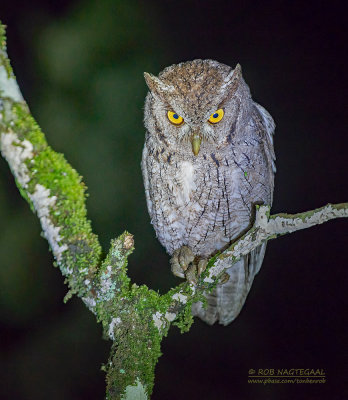 Mangrove-schreeuwuil - Pacific screech owl - Megascops cooperi