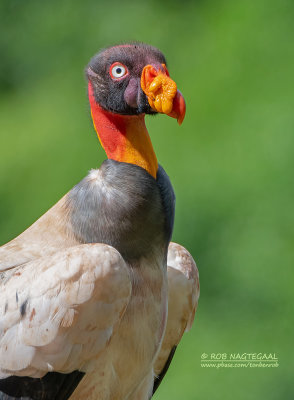 Koningsgier - King Vulture - Sarcroramphus papa 