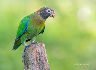 Roodoorpapegaai - Brown-hooded Parrot - Pyrilia haematotis