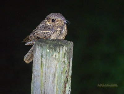 Chuck Will's Widow - Chuck Will's widow - Antrostomus carolinensis