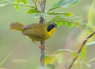 Groenkruinmaskerzanger - Olive-crowned yellowthroat - Geothlypis semiflava