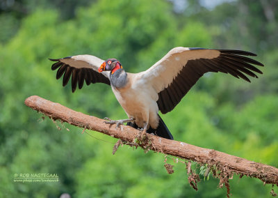 Koningsgier - King Vulture - Sarcroramphus papa 