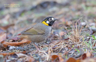 Witoorgrondgors - White-Eared Groundsparrow - Melozone leucotis