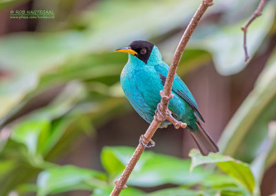 Groene suikervogel - Green Honeycreeper - Chlorophanes spiza