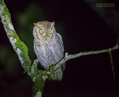 Mangrove-schreeuwuil - Pacific screech owl - Megascops cooperi