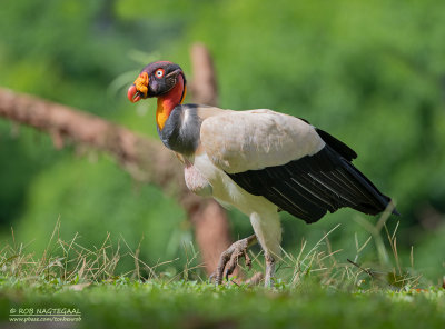 Koningsgier - King Vulture - Sarcroramphus papa